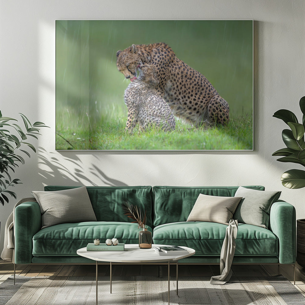 canvas prints Cheetah with cub in the rain.Felines20X16inches- White Frame