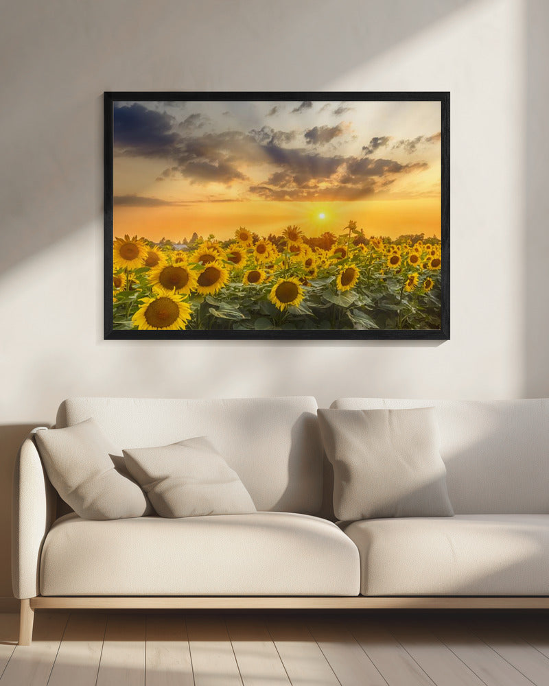 Sunflower field at sunset | Panoramic View Wall Artwork 0