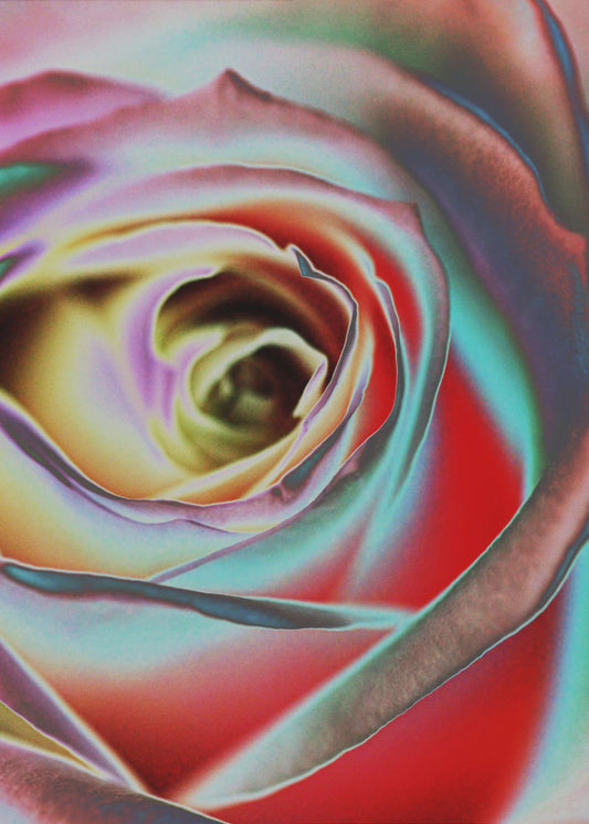 Rose Wall Artwork In Black Floating Frame