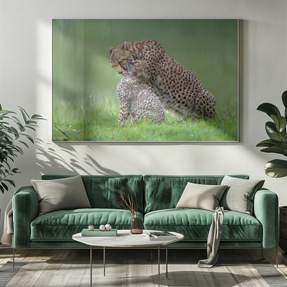 canvas prints Cheetah with cub in the rain.Felines20X16inches- White Frame