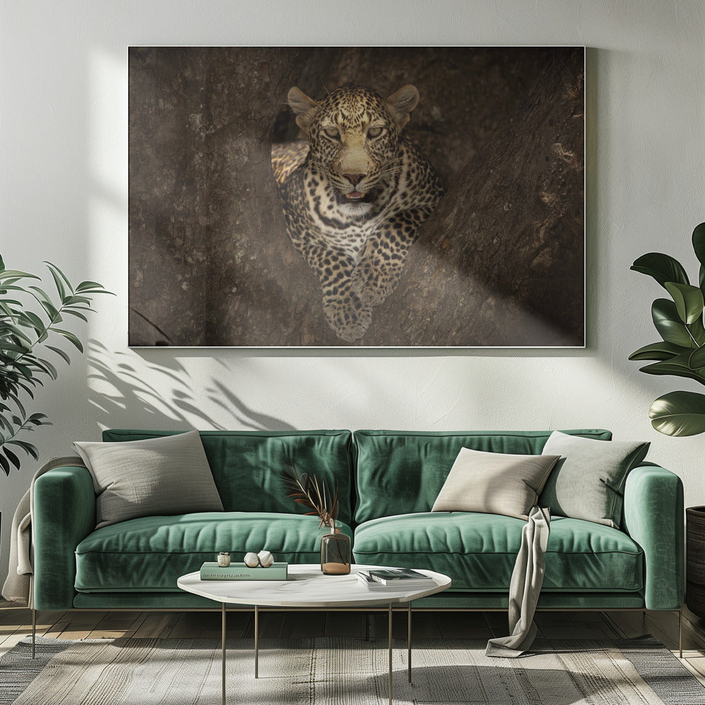 Artwork Leopard Resting on a Tree at Masai Mara20X16inches- White Frame