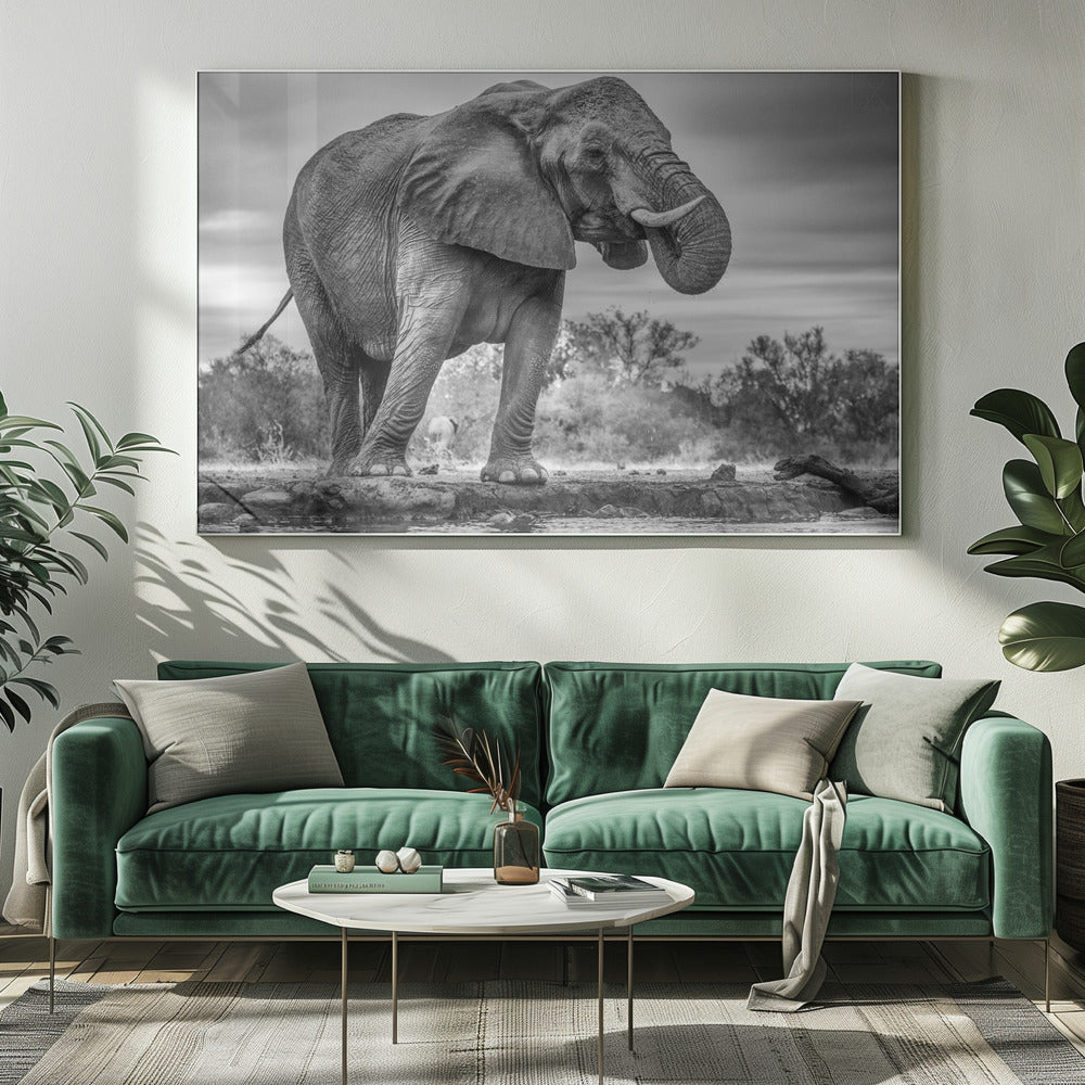 Artwork Standing Proud. Elephant20X16inches- White Frame
