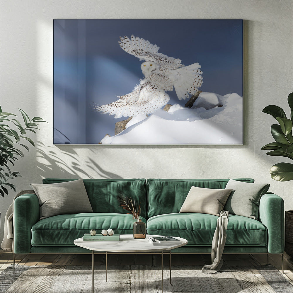 Wall art Snowy Owl in Flight-20X16inches-In White Floating Frame