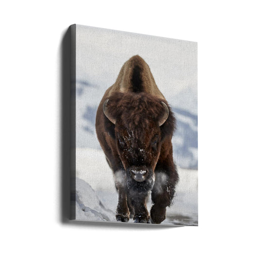  Bison Incoming Wall Artwork Gallery Wrapped (Ready to Hang)