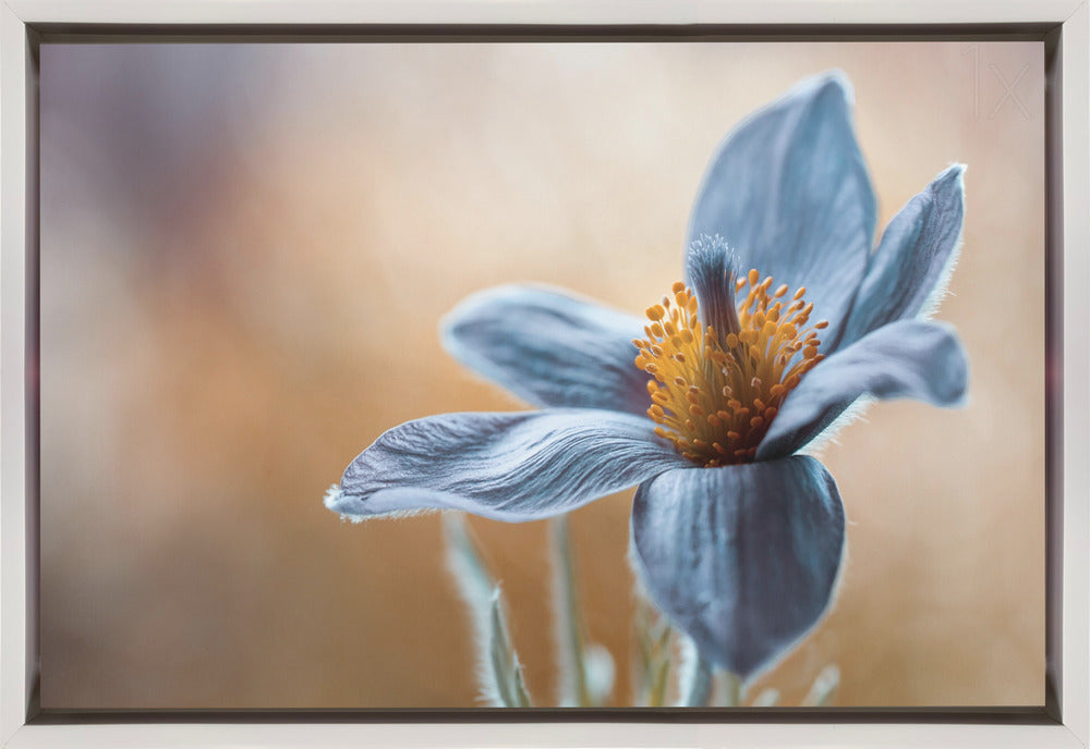 Artwork Pasque. Floral36X24inches- Black Frame