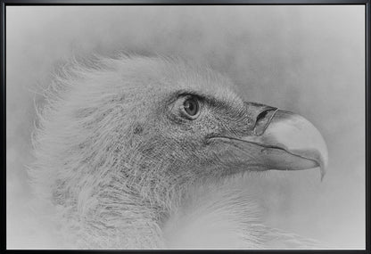 Artwork- Bald eagle-20X16inches-In White Floating Frame