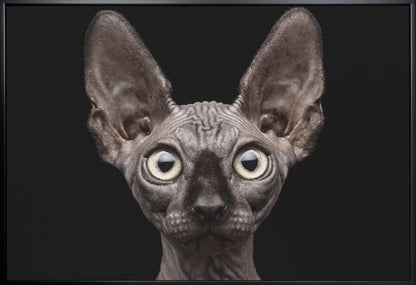 Artwork Sphynx Cat36X24inches- White Frame