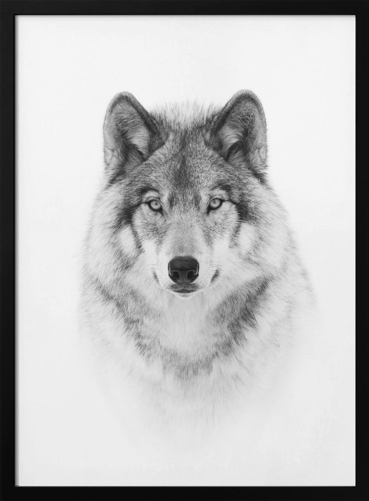  Portrait of a Timber Wolf Wall Artwork Gallery Wrapped (Ready to Hang)