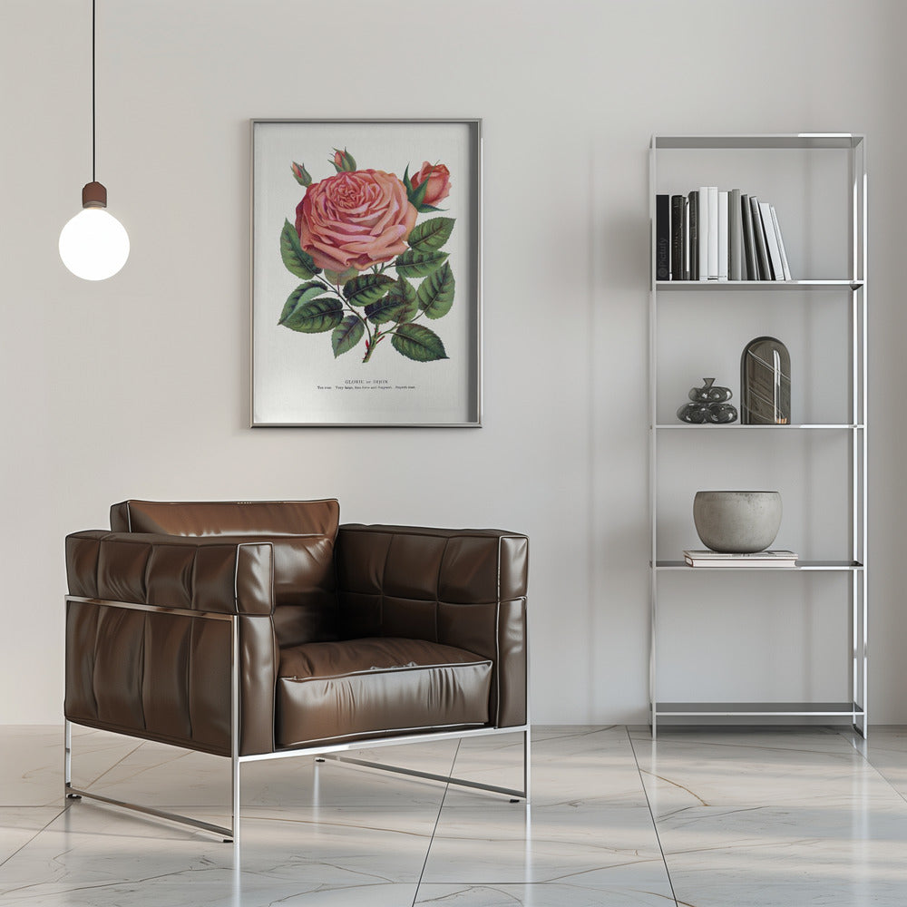  Pink Rose, Glorie De Dijon Lithograph Wall Artwork 0