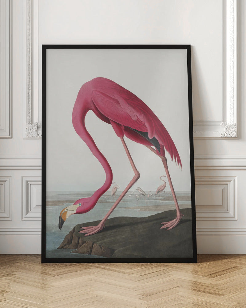  Pink Flamingo Ii From Birds of America (1827) Wall Artwork In Black Floating Frame