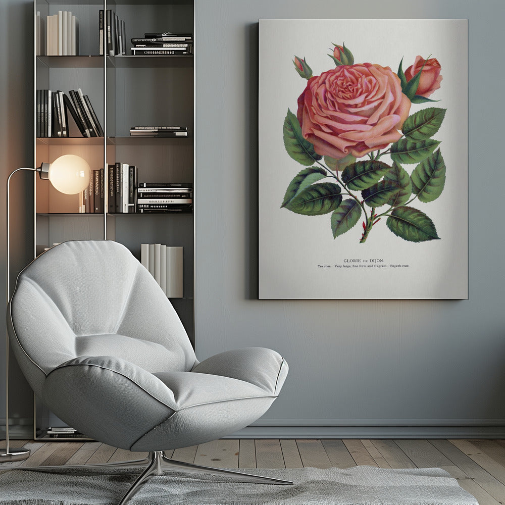  Pink Rose, Glorie De Dijon Lithograph Wall Artwork 0