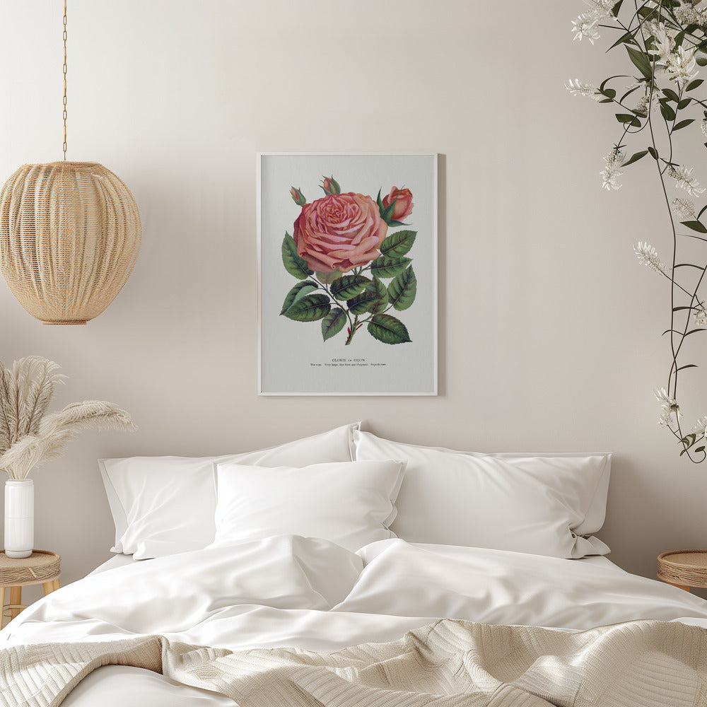  Pink Rose, Glorie De Dijon Lithograph Wall Artwork 0