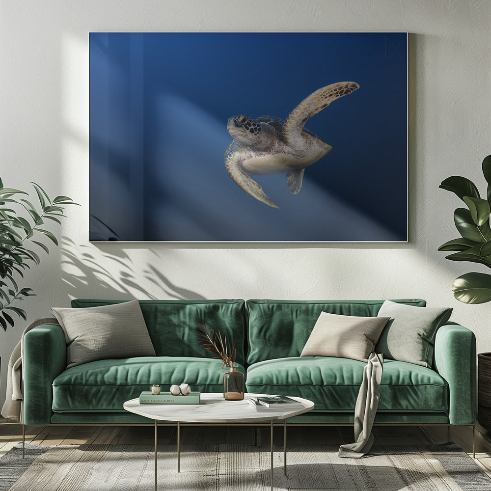 Wall art Green Turtle-20X16inches-Gallery Wrapped (Ready to Hang)