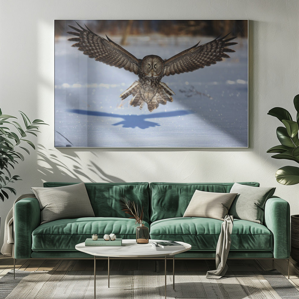 Wall art In your face - Great Grey Owl-20X16inches-Gallery Wrapped (Ready to Hang)