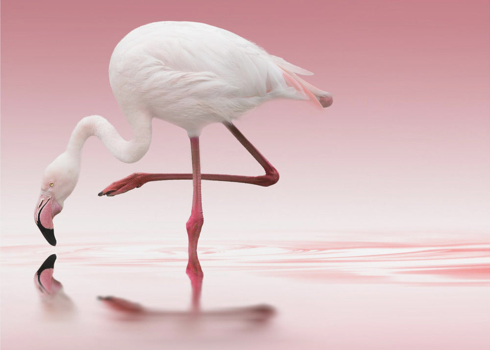 Artwork Flamingo48X36inches- Unframed