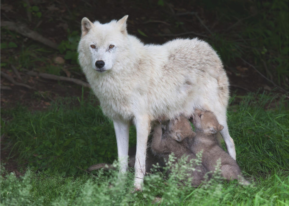 Wall art Arctic Wolves - Remus and Romulus-48X36inches-Gallery Wrapped (Ready to Hang)