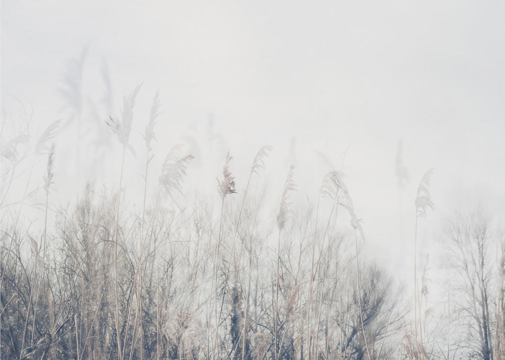 Artwork- Landscape of reeds and grass-20X16inches-In Black Floating Frame