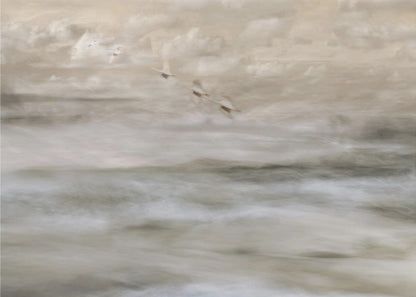 Artwork- Swans over sea-20X16inches-In Black Floating Frame