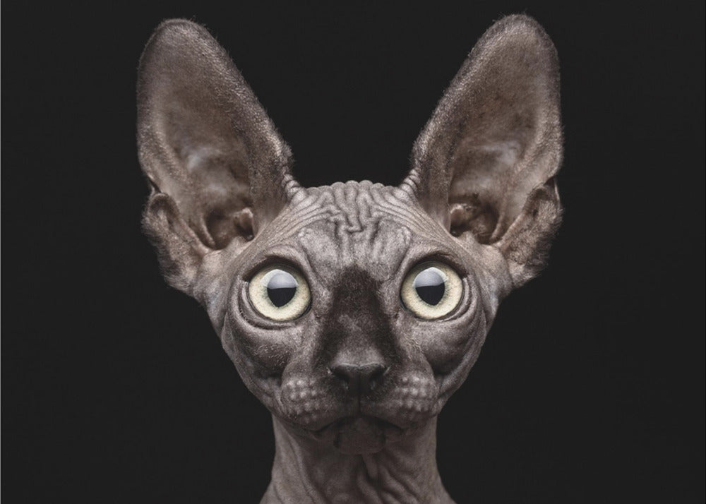 Artwork Sphynx Cat48X36inches- Unframed