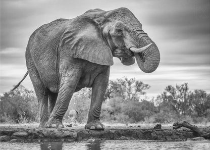 Artwork Standing Proud. Elephant48X36inches- Unframed