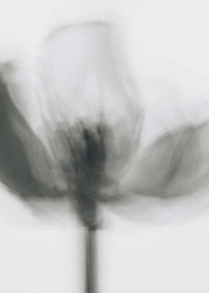 Artwork- Mono Tulip-16X20inches-In Black Floating Frame